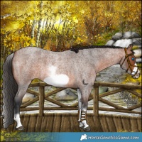 Horse Color:White Spotted Bay Roan Frame 