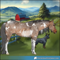 Horse Color:White Spotted Brown Dun Merle Tobiano