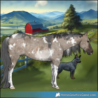 Horse Color:White Spotted Brown Dun Merle Tobiano 