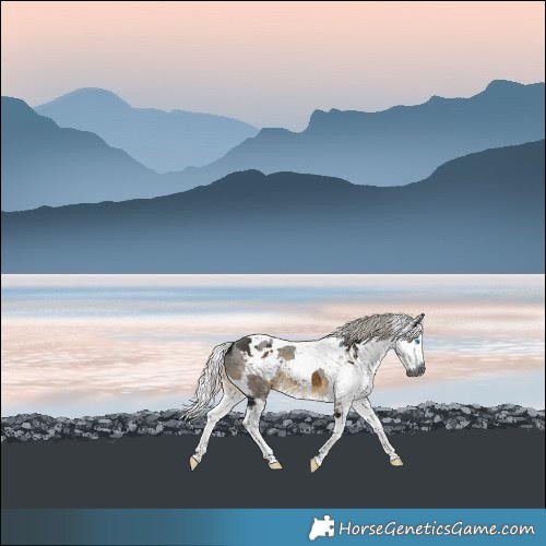 Horse Color:Gray Silver Buckskin Merle Rabicano 