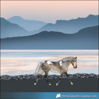 Horse Color:Gray Silver Buckskin Merle Rabicano