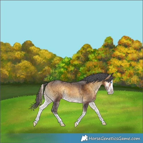 Horse Color:Buckskin Onyx Merle Splash 