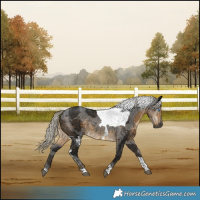 Horse Color:Gray Silver Smoky Black Merle Tobiano 