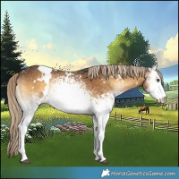 Horse Color:White Spotted Chocolate Palomino Onyx Mushroom