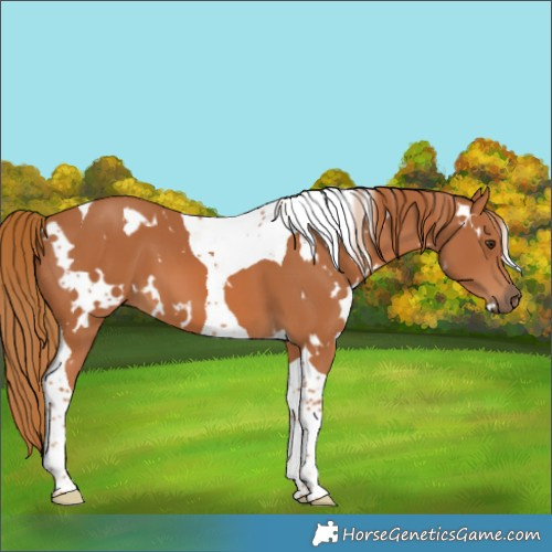 Horse Color:White Spotted Chestnut Tobiano