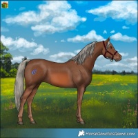Horse Color:Chestnut Mushroom