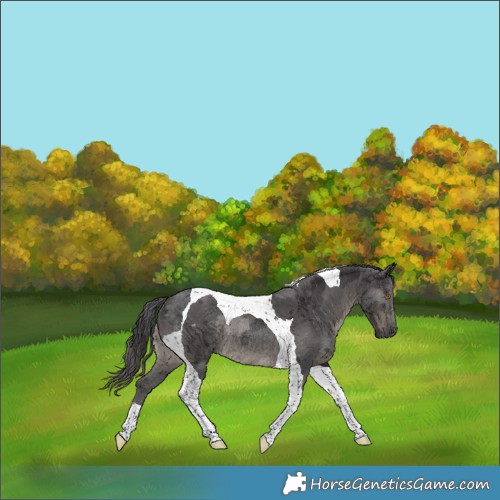 Horse Color:Smoky Black Merle Tobiano Rabicano 