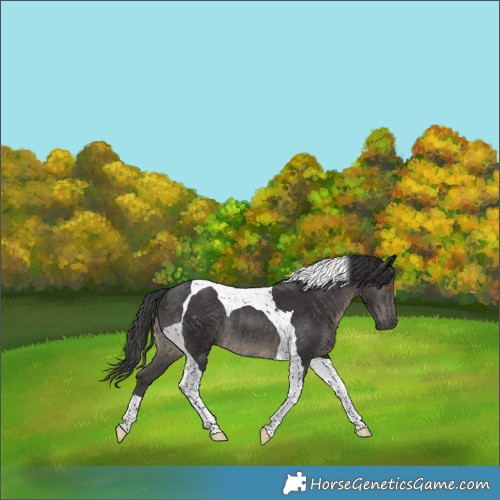 Horse Color:Smoky Black Merle Tobiano Rabicano