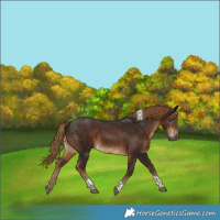 Horse Color:Gray Liver Chestnut Merle Tobiano 