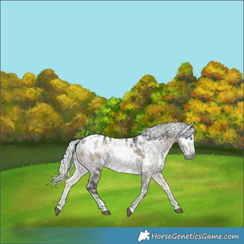 Horse Color:Gray Silver Smoky Blue Onyx Merle Tobiano Near Leopard 
