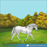 Horse Color:Gray Silver Smoky Blue Onyx Merle Tobiano Appaloosa 
