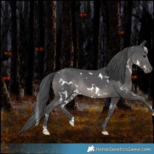 Horse Color:White Spotted Black Merle Rabicano