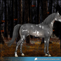 Horse Color:White Spotted Black Merle Rabicano 