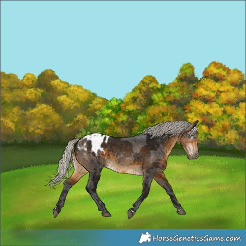 Horse Color:Gray Silver Buckskin Merle Appaloosa 