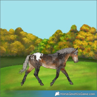 Horse Color:Gray Silver Buckskin Merle Blanket 