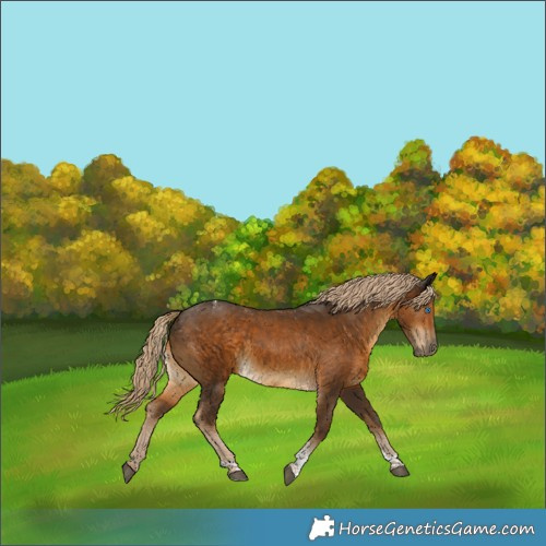 Horse Color:Chocolate Palomino Tobiano 