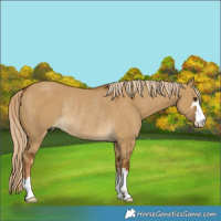 Horse Color:Chocolate Palomino Dun Rabicano 