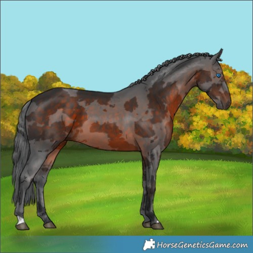Horse Color:Brown Merle 