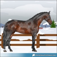 Horse Color:Brown Merle 