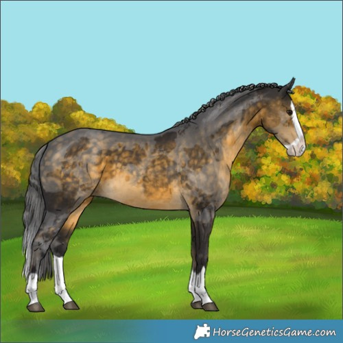 Horse Color:Buckskin Merle Splash 
