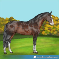 Horse Color:Brown Merle Splash 