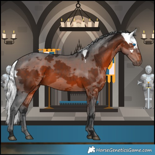 Horse Color:Brown Merle 