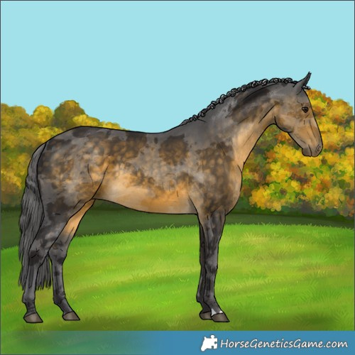 Horse Color:Buckskin Merle 