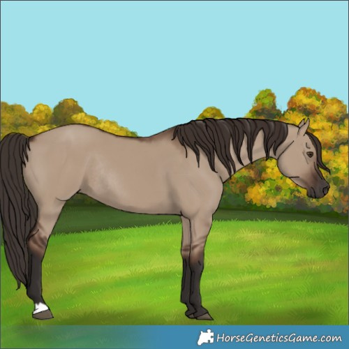 Horse Color:Liver Red Dun Rabicano