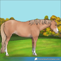 Horse Color:Gold Champagne