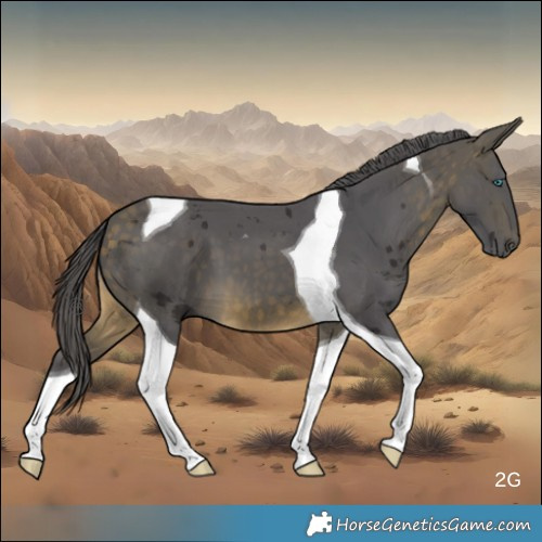 Horse Color:Buckskin Merle Tobiano 