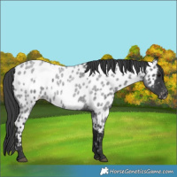 Horse Color:Blue Roan Appaloosa 