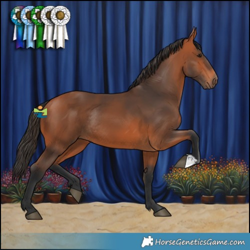 Horse Color:Bay Rabicano 