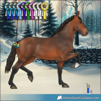 Horse Color:Bay Rabicano 