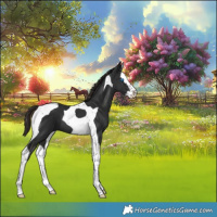 Horse Color:Liver Chestnut Splash Tobiano