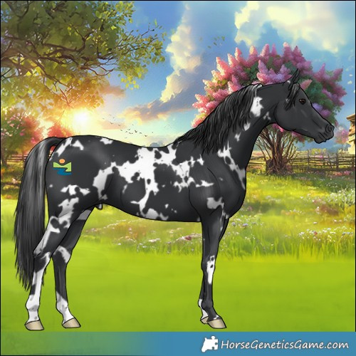 Horse Color:White Spotted Black 