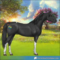 Horse Color:Black Tobiano 