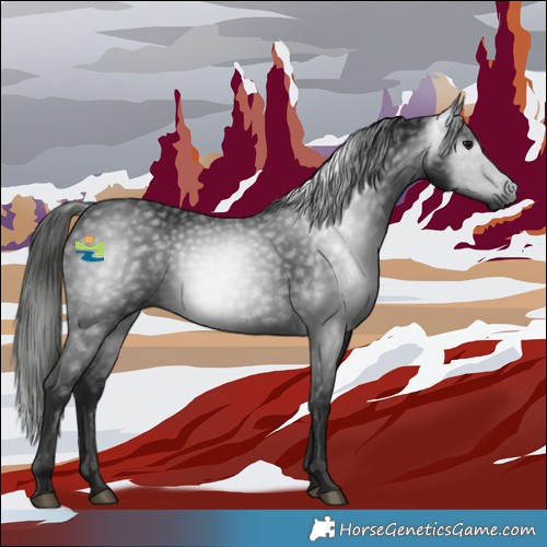 Horse Color:Gray Black 