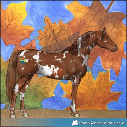Horse Color:White Spotted Chestnut 