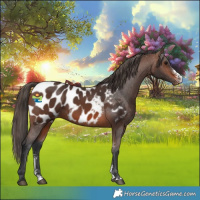 Horse Color:Brown Sabino Appaloosa
