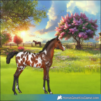Horse Color:Brown Sabino Appaloosa 