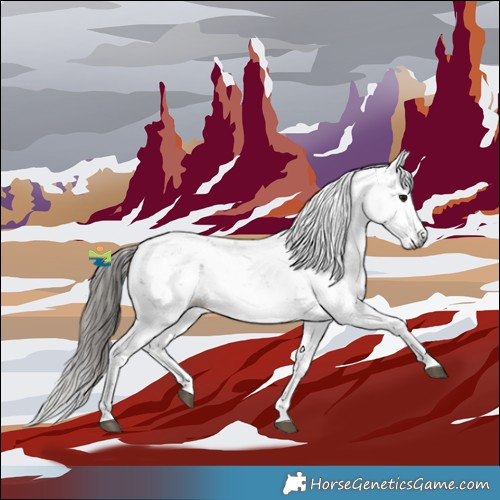 Horse Color:Gray Bay Sabino Appaloosa 