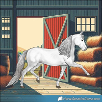 Horse Color:Gray Bay Sabino Appaloosa