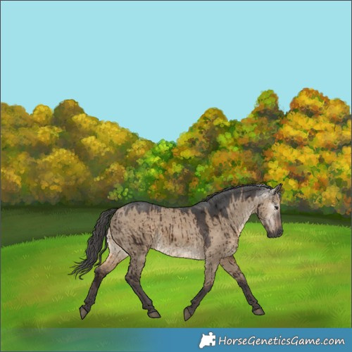 Horse Color:Gray Brown Dun Merle Brindle 