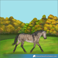 Horse Color:Gray Brown Dun Merle Brindle 
