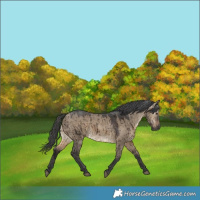 Horse Color:Gray Brown Dun Merle Brindle 