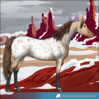 Horse Color:Bay Dun Near Leopard 