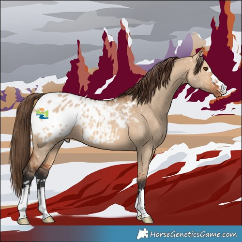 Horse Color:Bay Dun Appaloosa 