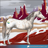 Horse Color:Bay Dun Appaloosa 