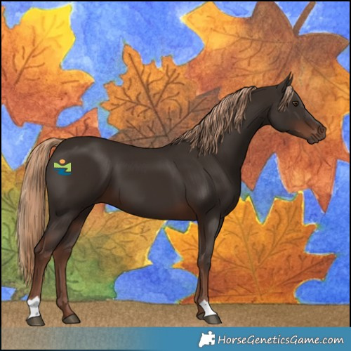 Horse Color:Liver Chestnut 