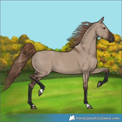 Horse Color:Liver Red Dun Rabicano 